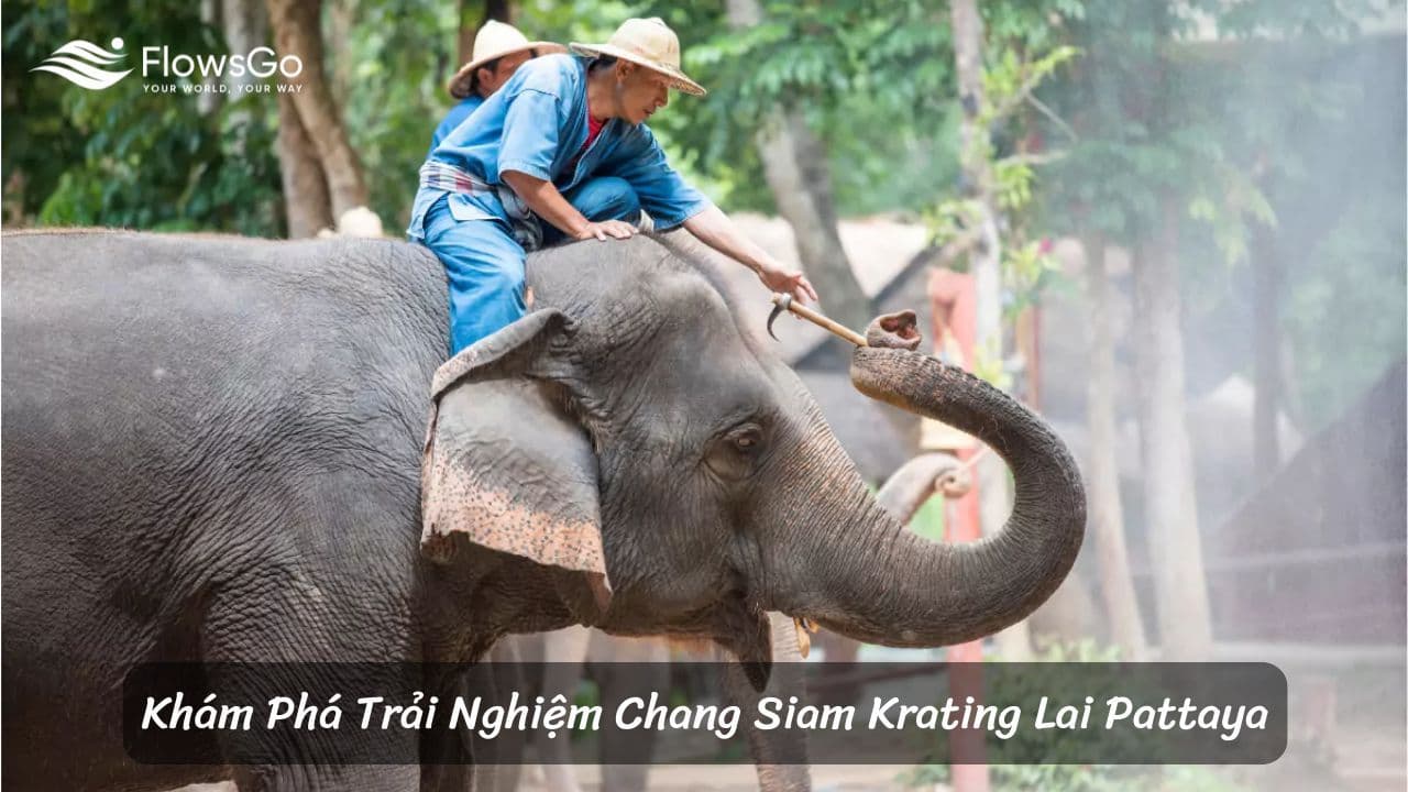 Khám Phá Trải Nghiệm Chang Siam Krating Lai Pattaya