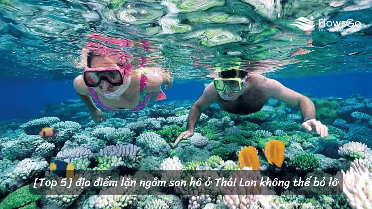 [Top 5] địa điểm lặn ngắm san hô ở Thái Lan không thể bỏ lỡ